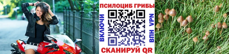 Псилоцибиновые грибы GOLDEN TEACHER  Купить закладки  Чехов 